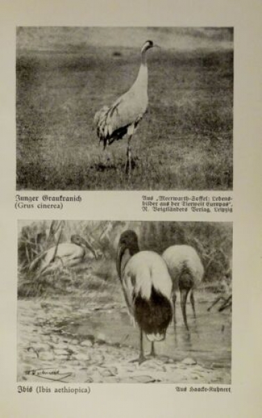 1926 - Graukranich, Ibis / Marabu, ... - alter Druck